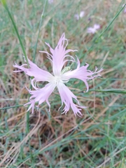 Dianthus hyssopifolius