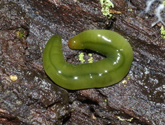 Othelosoma joburgi