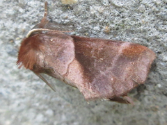 Gonoclostera timoniorum