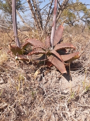 Aloe parvibracteata