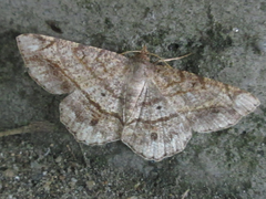 Chiasmia hebesata
