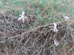 Dianthus hyssopifolius