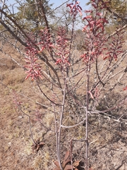 Aloe parvibracteata