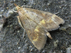 Ostrinia scapulalis