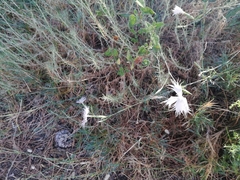 Dianthus hyssopifolius