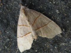 Gonepatica opalina