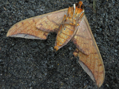 Ambulyx ochracea
