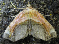 Lophoruza pulcherrima