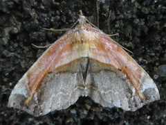 Lophoruza pulcherrima