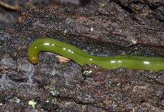 Othelosoma joburgi