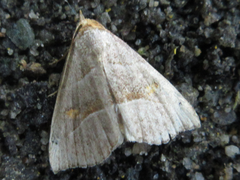 Paragabara flavomacula