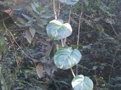 Epipremnum aureum