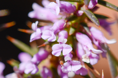 Muraltia juniperifolia