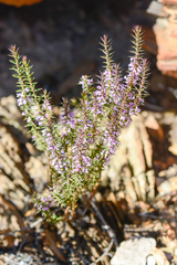 Muraltia juniperifolia
