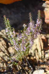 Muraltia juniperifolia