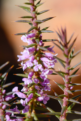 Muraltia juniperifolia