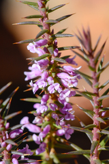 Muraltia juniperifolia