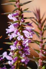 Muraltia juniperifolia