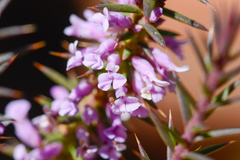 Muraltia juniperifolia