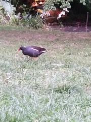 Gallinula chloropus