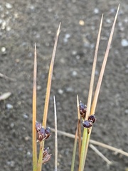 Juncus arcticus arcticus