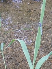 Orthetrum albistylum