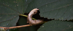Bombyx