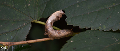 Bombyx