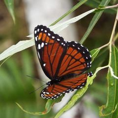 Limenitis archippus floridensis