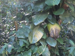 Epipremnum aureum