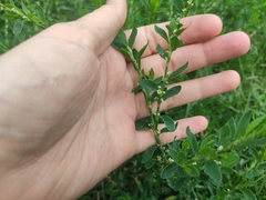 Polygonum