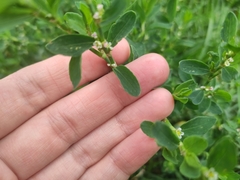 Polygonum