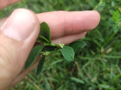 Polygonum
