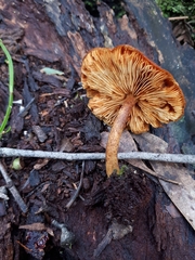 Gymnopilus eucalyptorum