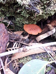 Gymnopilus eucalyptorum
