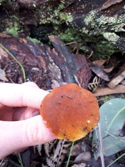 Gymnopilus eucalyptorum