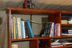 Philothamnus punctatus