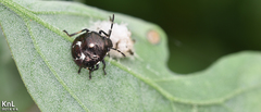 Menida