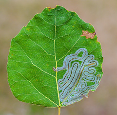 Phyllocnistis labyrinthella
