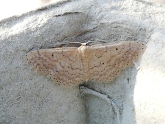 Idaea obsoletaria