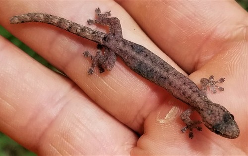 Hemiphyllodactylus typus observed 2021-07-31