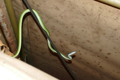 Philothamnus punctatus