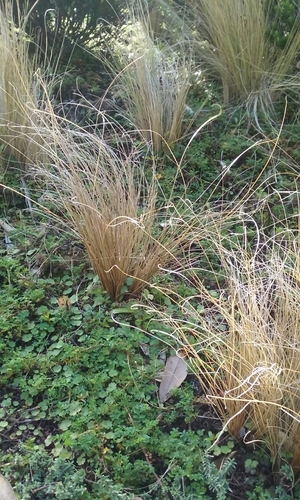 Image of Carex Comans (Carex comans) by (c) Colin Meurk, some rights reserved (CC BY-SA)