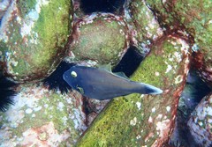 Eubalichthys bucephalus