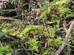 Thuidiopsis