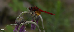 Sympetrum speciosum