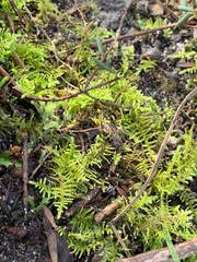 Thuidiopsis