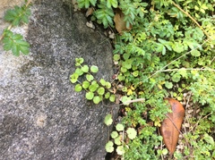 Epilobium nummulariifolium