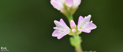 Persicaria thunbergii
