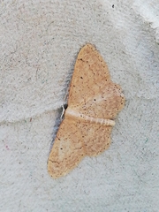 Idaea obsoletaria